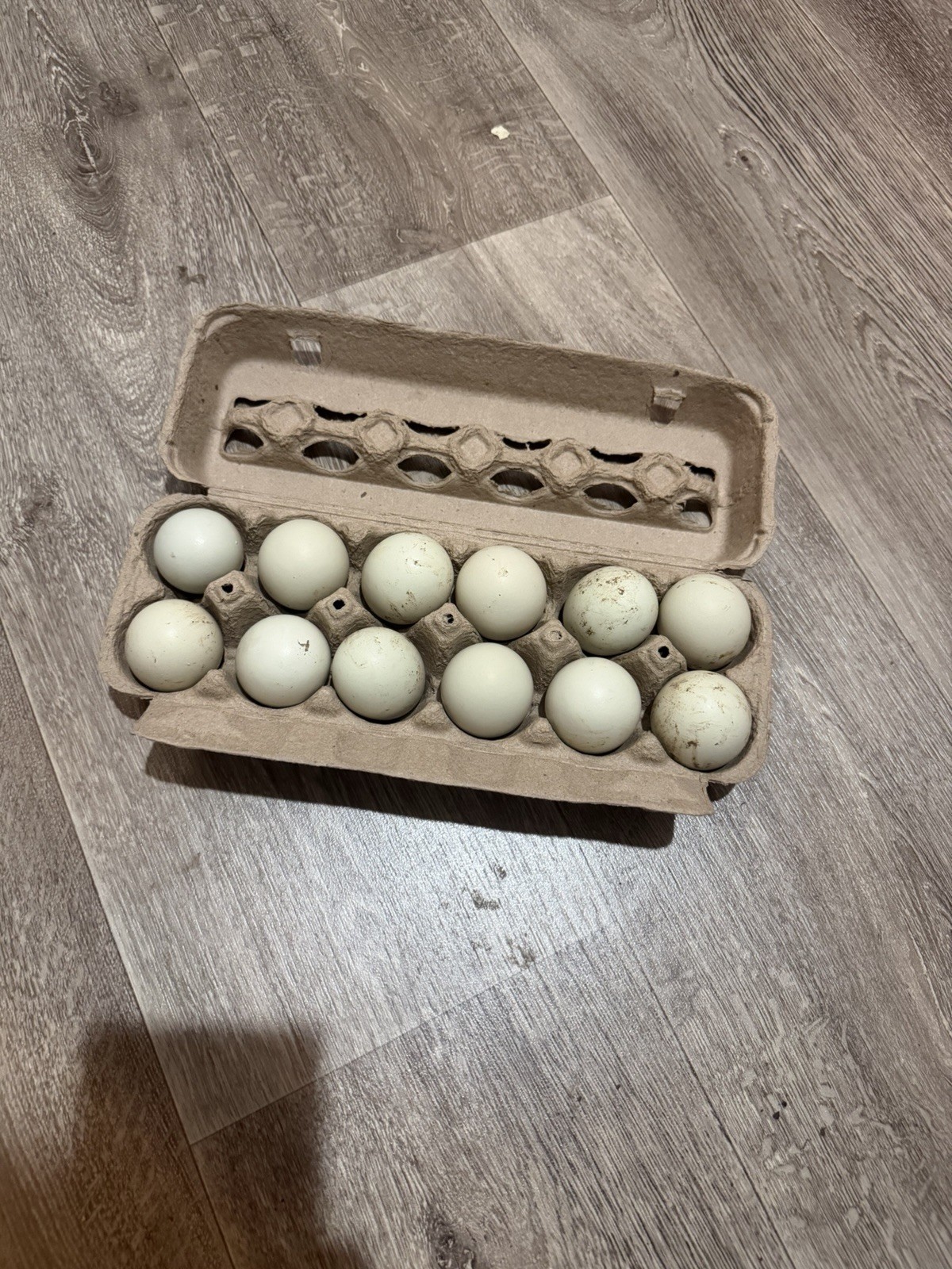 18 Ameraucana Blue Wheaten Chicken Hatching Eggs for incubation blue egg layers!