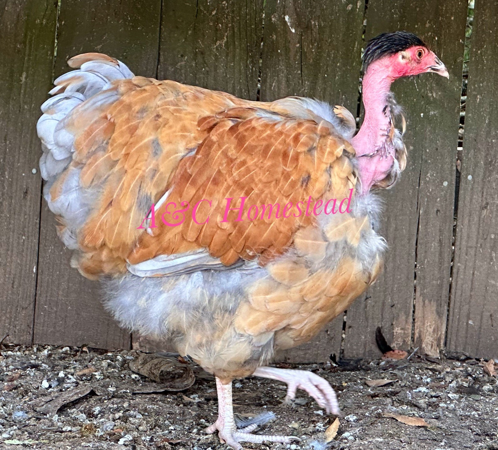 Turkens Chicken Hatching Eggs Pack 12 Eggs Mixed Colors