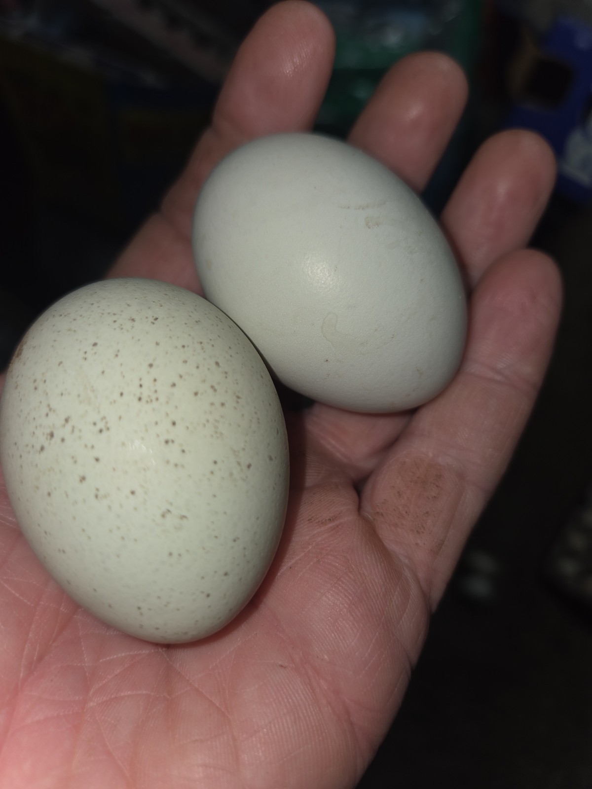 6+ Fertilized Blue & Olive Chicken Eggs