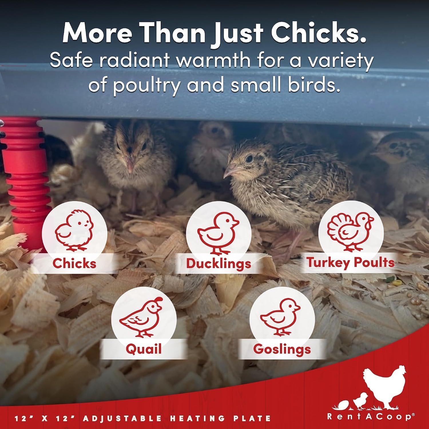 Innovative 12x12” Heating Plate for Chicks - Adjustable and Economical Solution