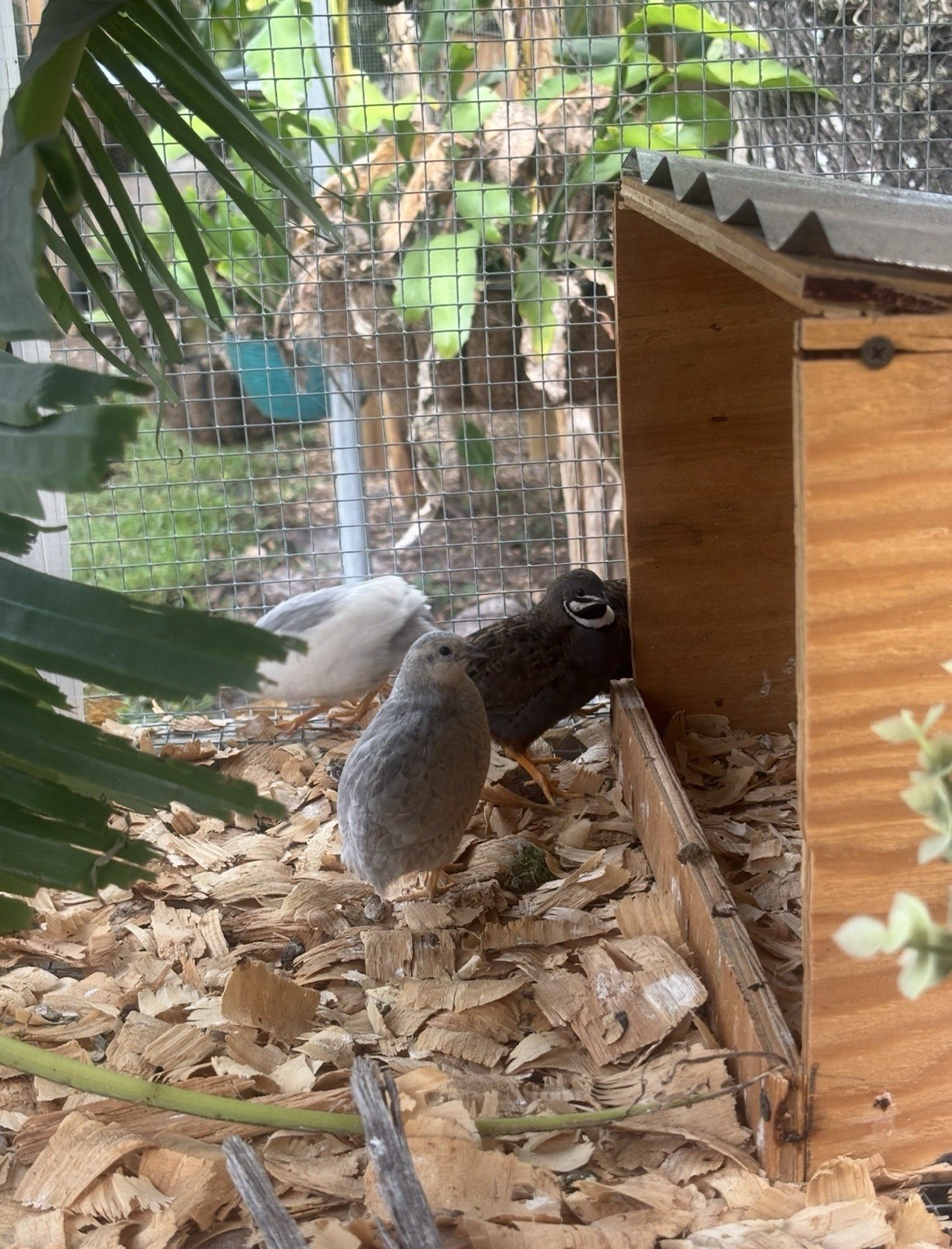 12 King quail and lethal silver hatching eggs