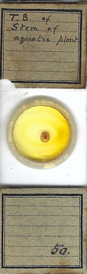 Stem of Aquatic Plant Microscope Slide