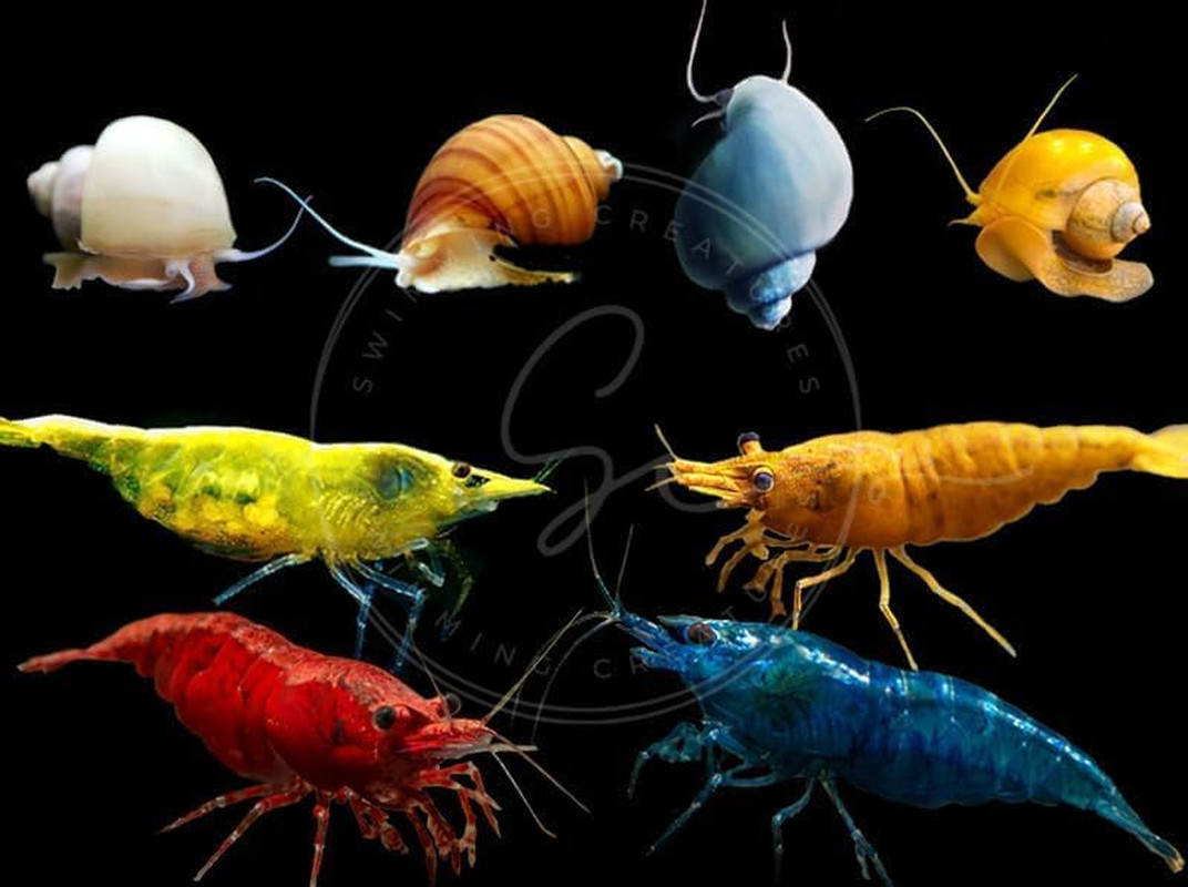 Freshwater Aquarium Shrimp Combo 10 Premium Mix Plus 3 Mystery Snails