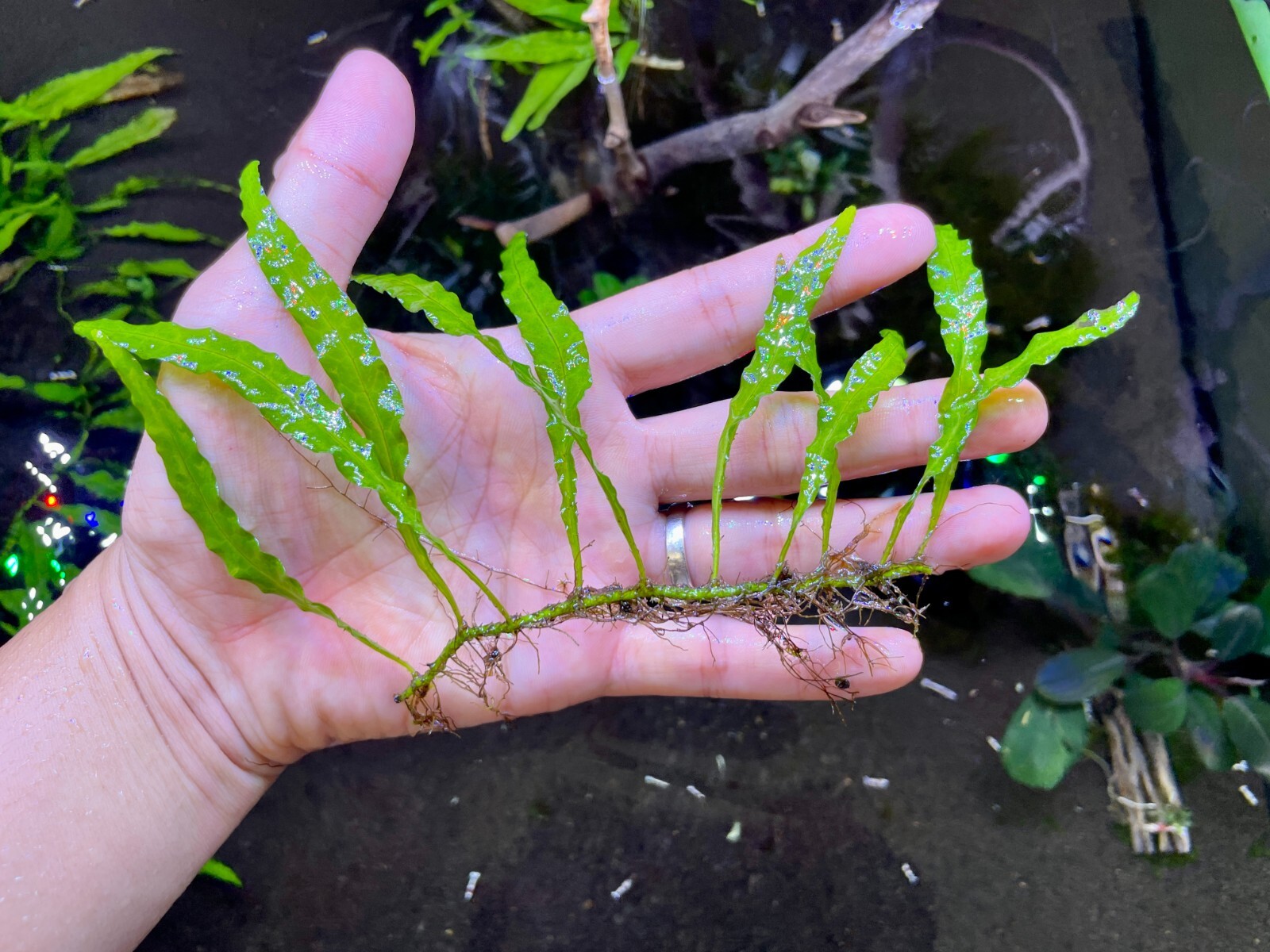 "Mini" Java Fern Submerged Growth - Rare Live Aquarium Plant Freshwater