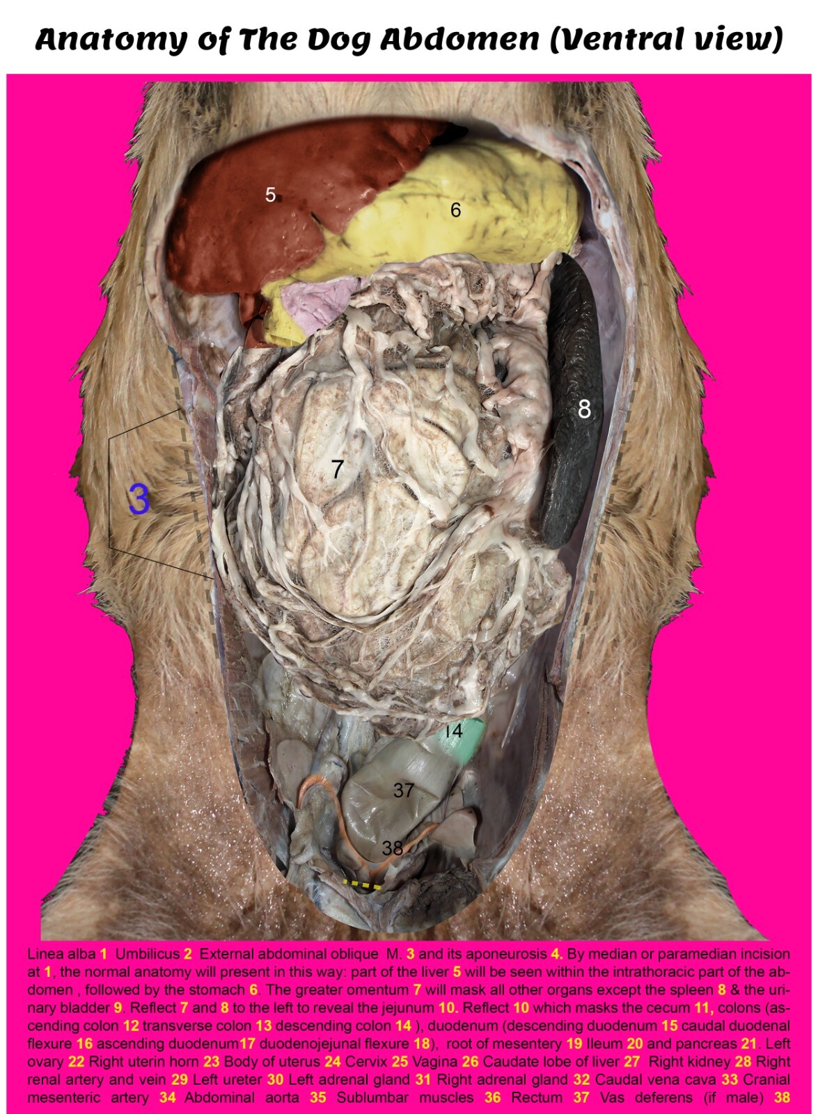Dog abdomen anatomy layered chart
