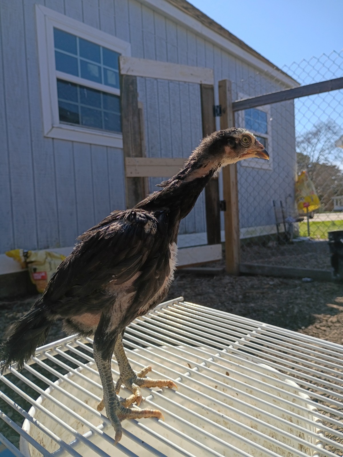 6 Rare Heritage Chicken Hatching Eggs –D0N- Gan0i-Cold Season Sale