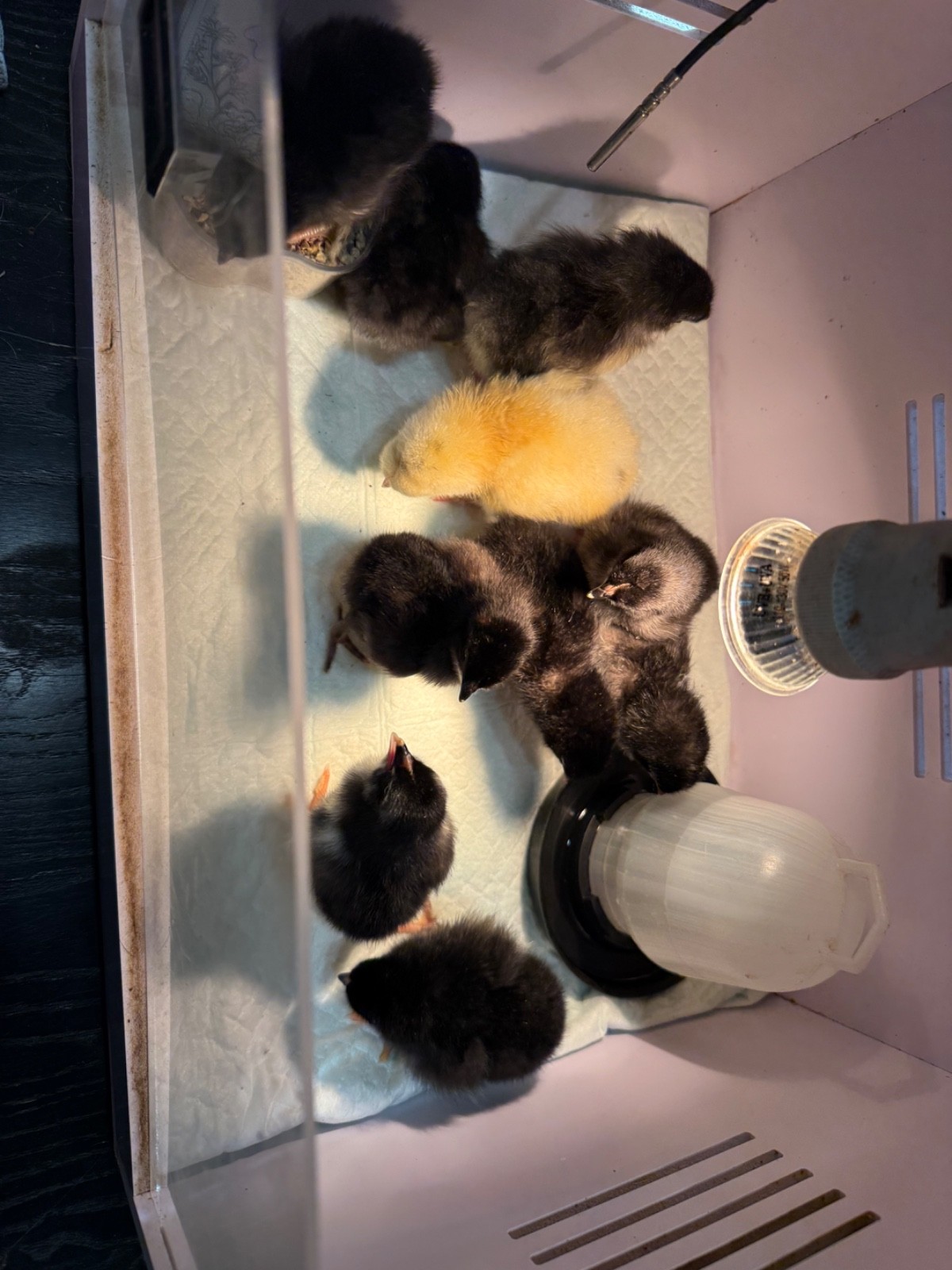NPIP 12+ black copper maran eggs (6-8 range)