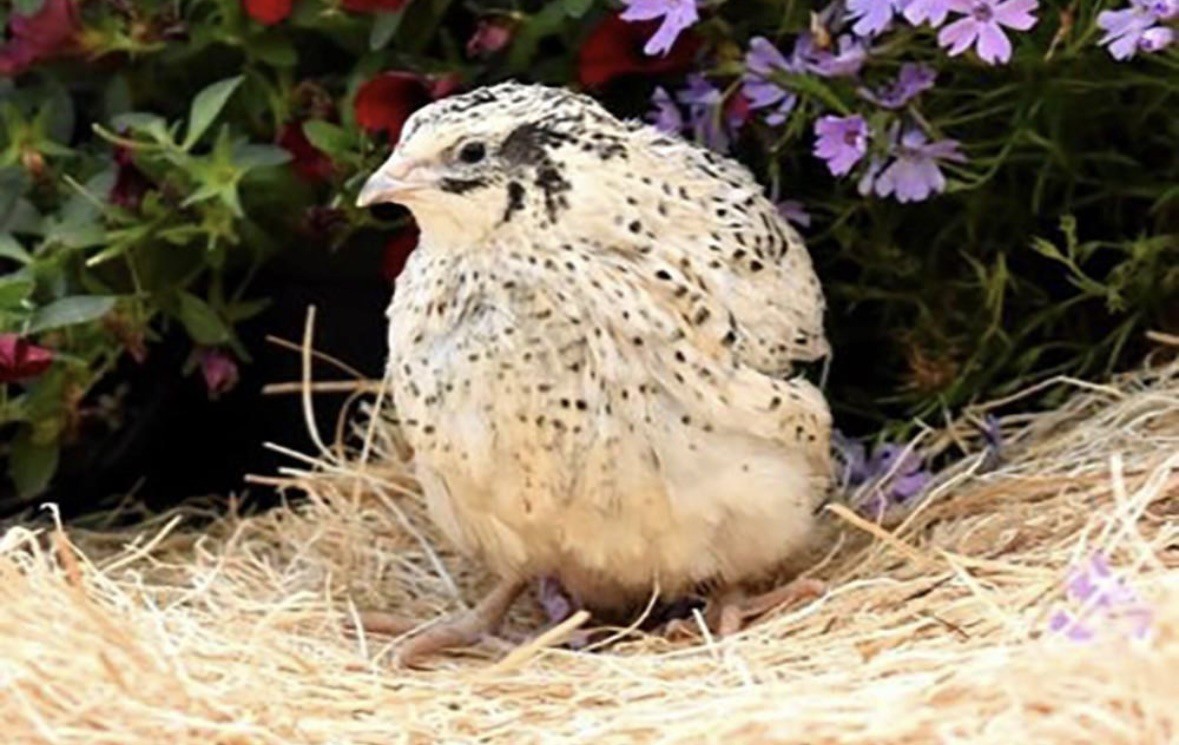 24 CELADON Quail Hatching Eggs