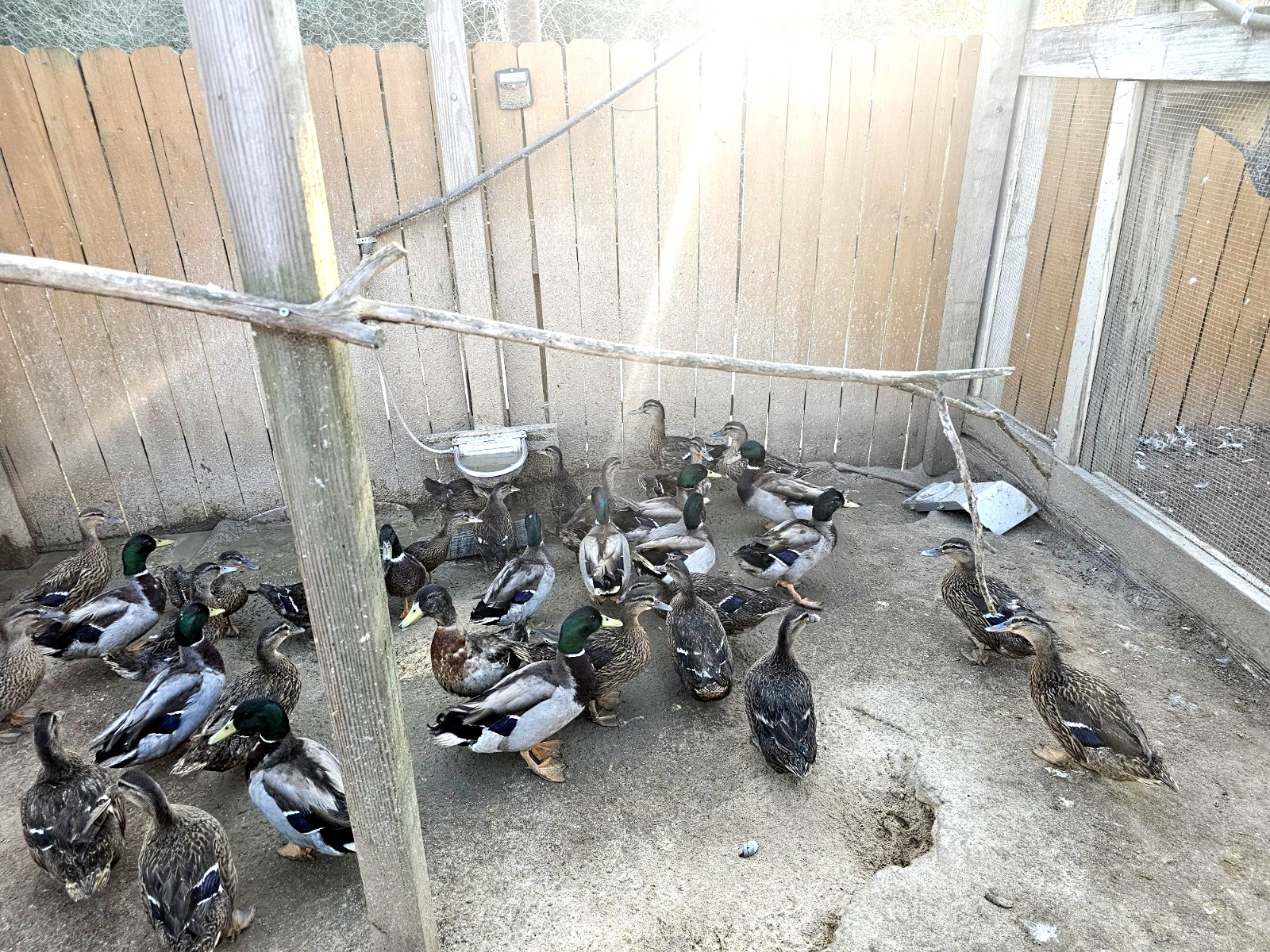 TEN (10) Fresh Fertile Mallard Duck Hatching Eggs