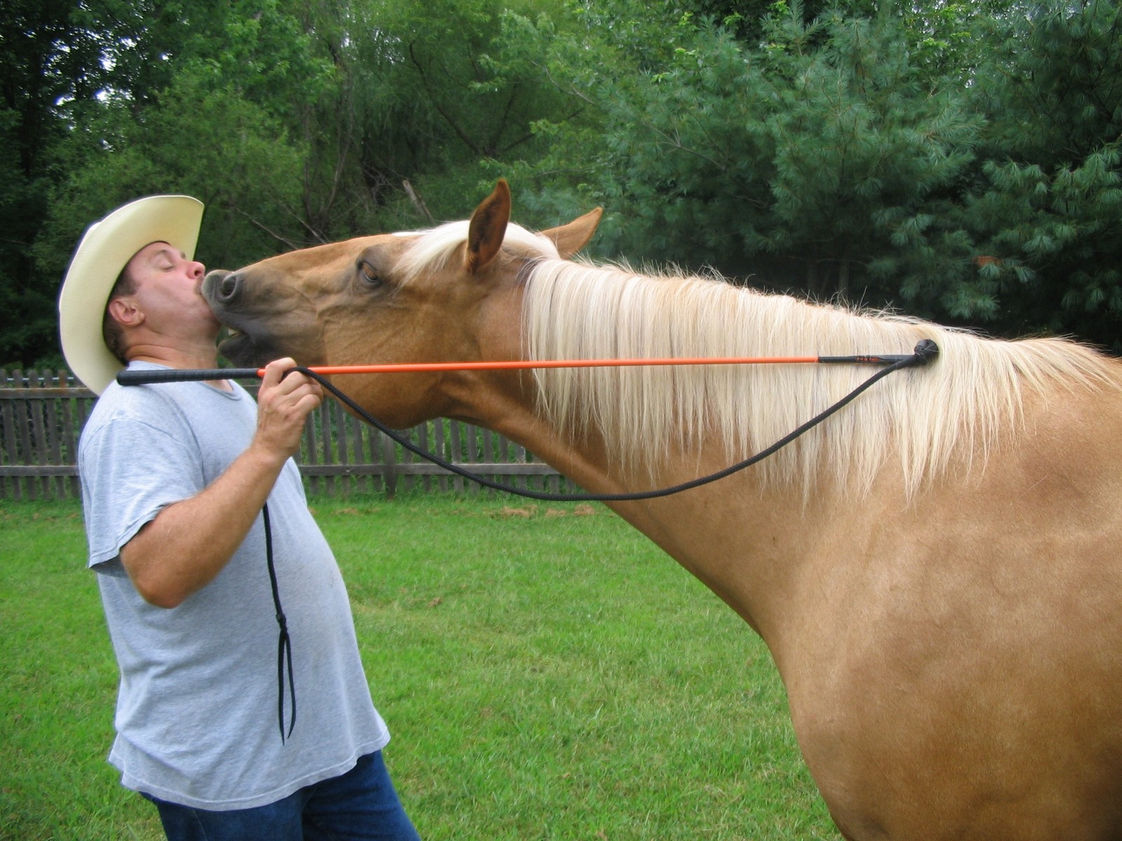 THOMEY EQUINE HANDY CARROT STICK FITS PARELLI TRAINING ~ Orange
