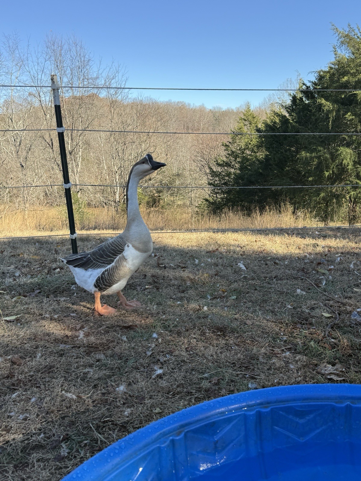 8 Geese Eggs