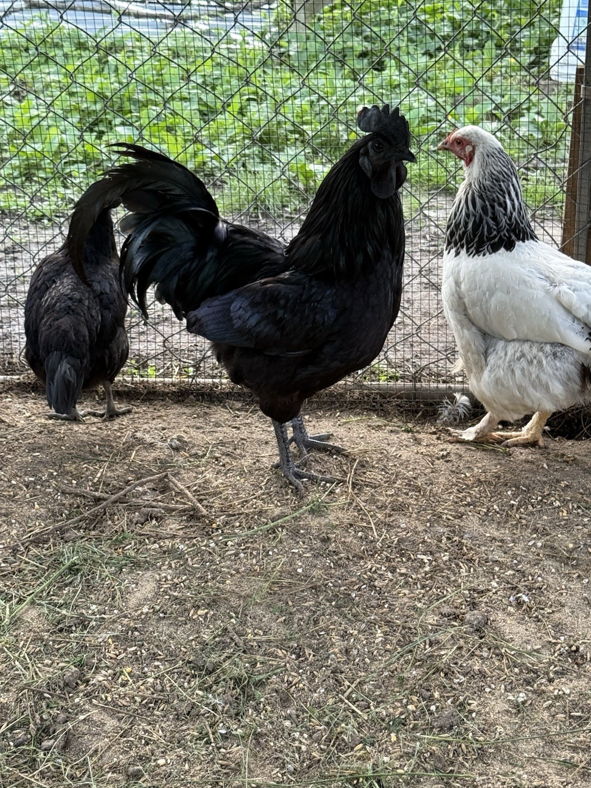 Ayam Cemani Fertilized Hatching Eggs 6 Pack