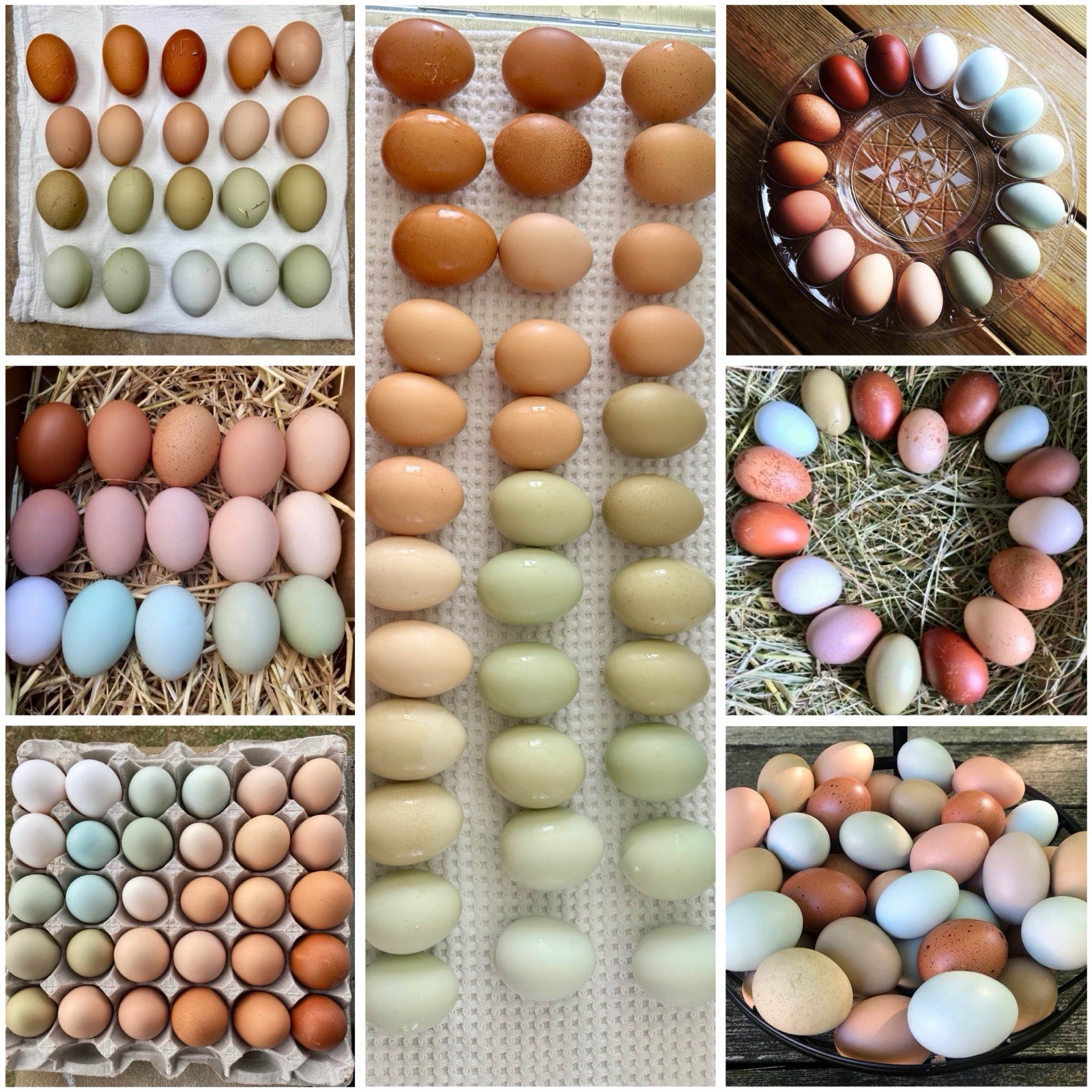 12+ Chicken Hatching Eggs Ameraucana, Easter/Olive Egger, Faverolles, Marans