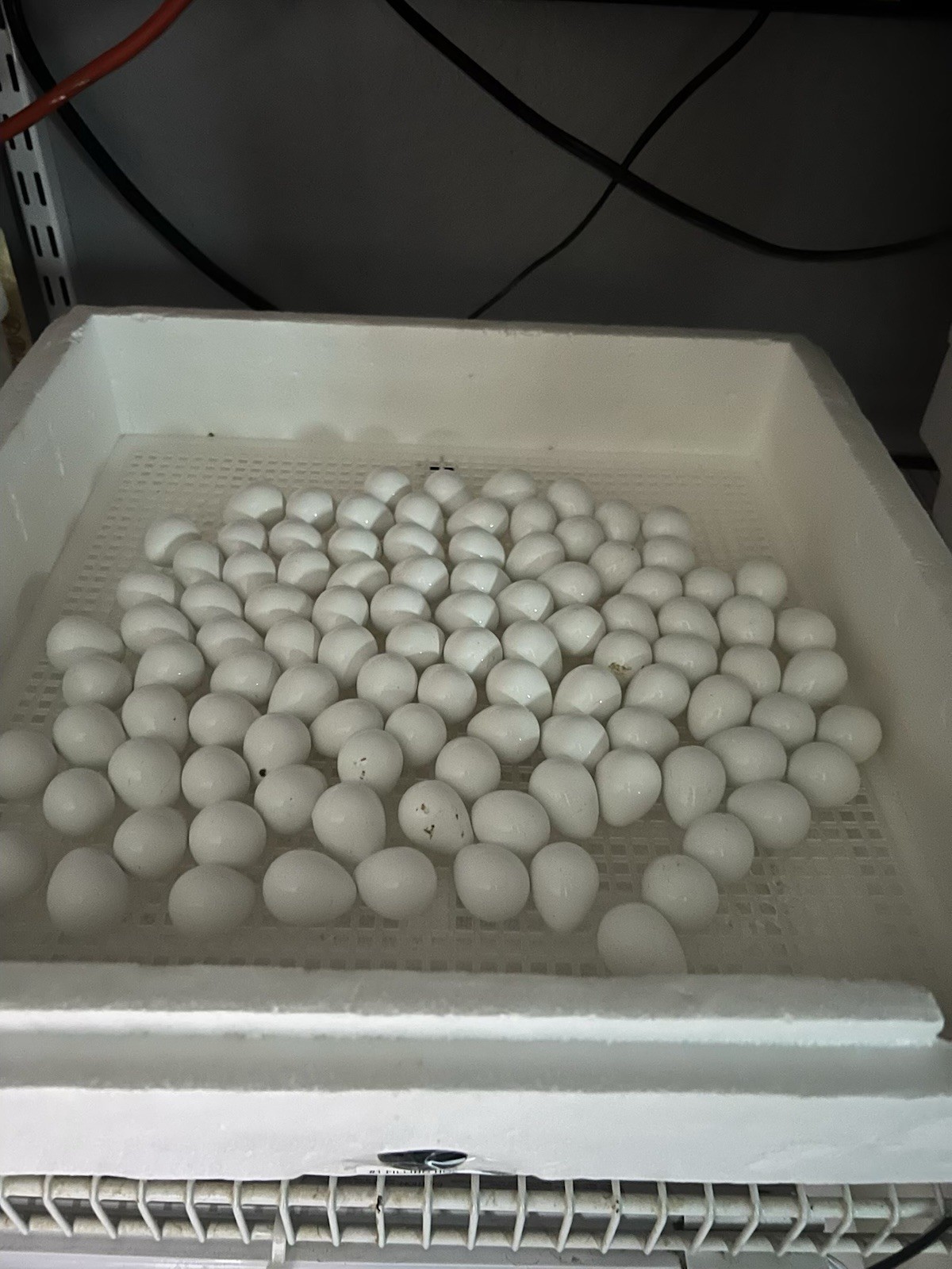 20++Georgia Giant Bobwhite Quail Fertile Hatching Eggs