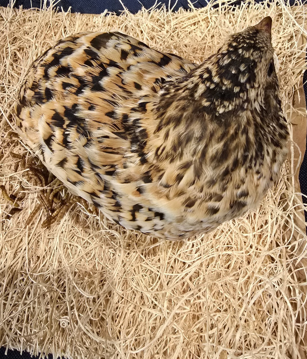 Jumbo Pansy Rotkopf Coturnix Quail Hatching Eggs