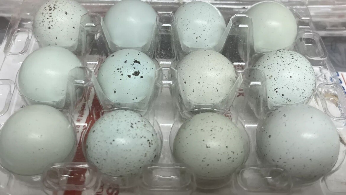 2 Dozen Celadon + 1 Dozen Free NPIP/AI CLEAN.-