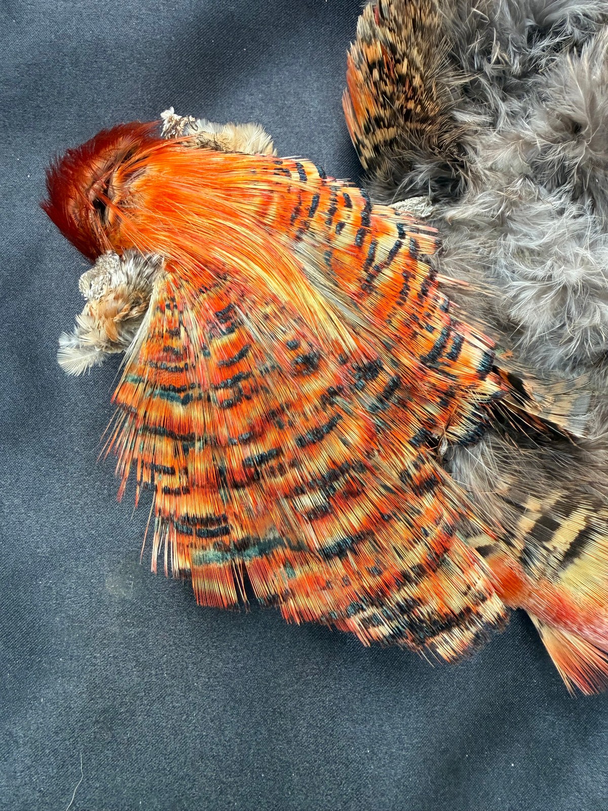 Splash Golden Pheasant Tippets RARE RARE