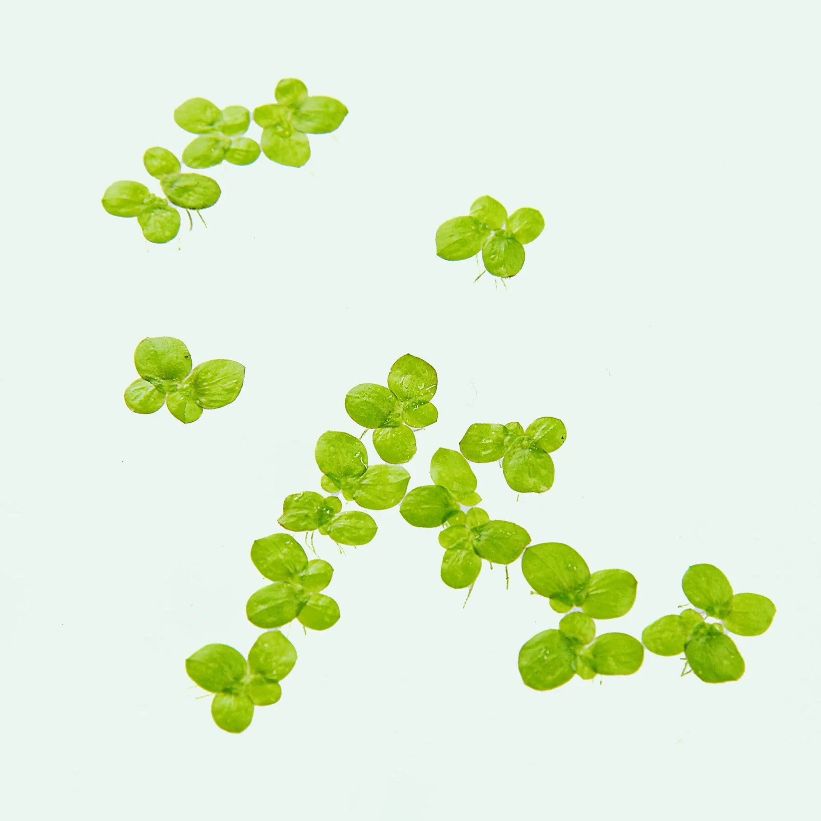 1000+ ORGANIC Duckweed 2 oz - LIVE Floating Aquarium Plant - Koi & Goldfish FOOD