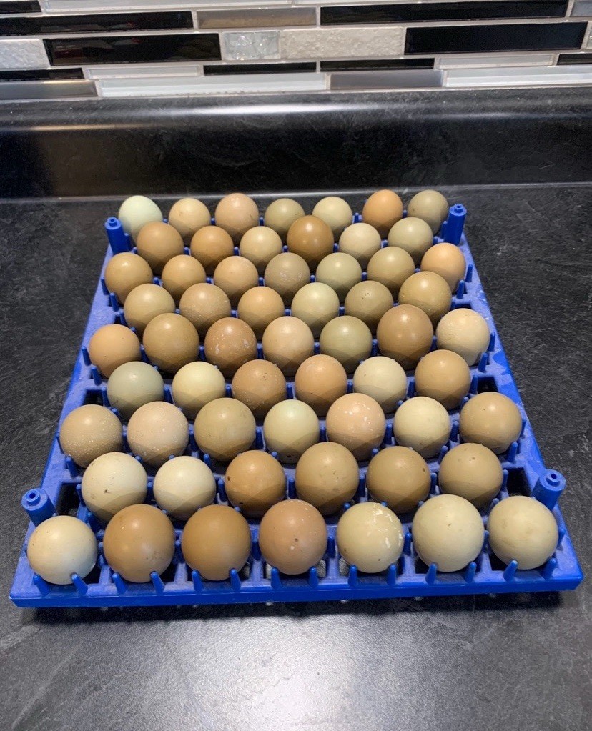 75+ Ringneck Pheasant Eggs