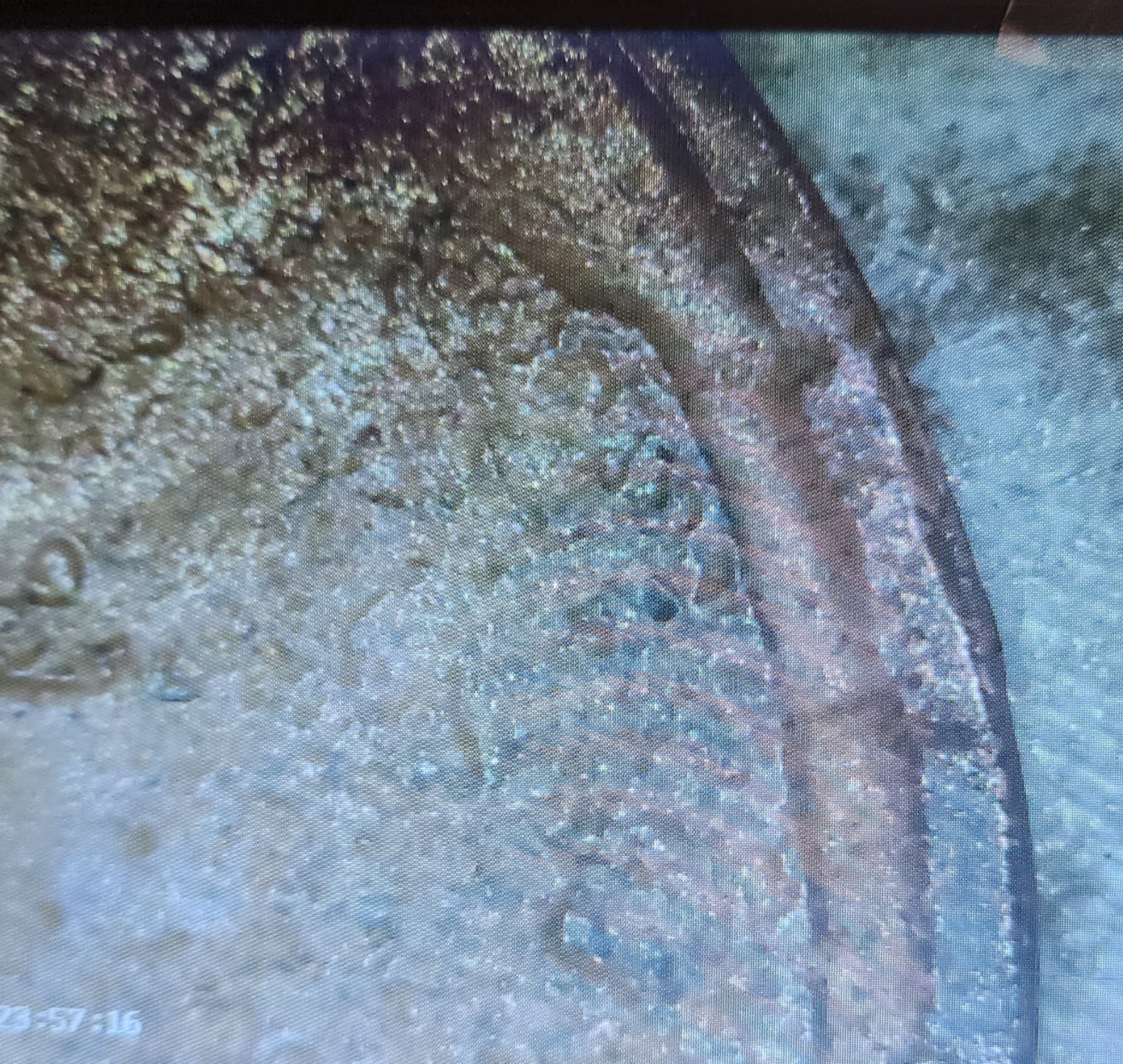 1941 Doubled Strike Error Wheat Cent