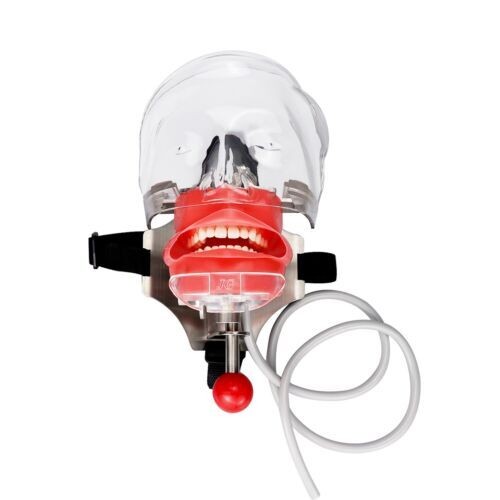 Dental Teaching Head Mold Oral Simulation Simple Head Mold Student Practice Head