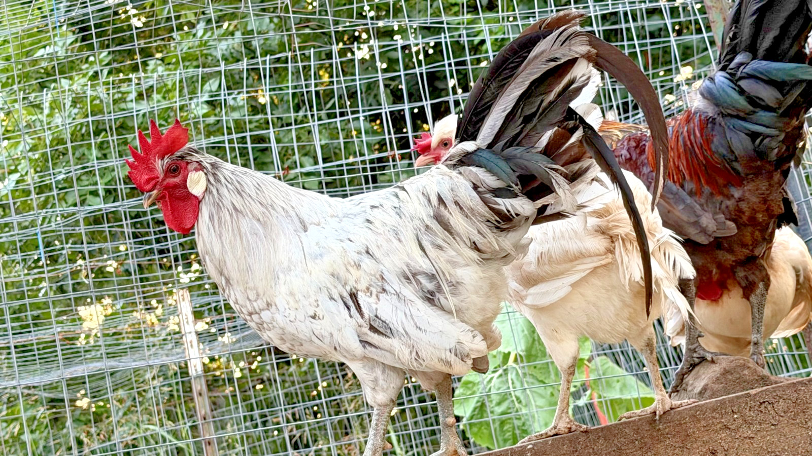 5+ Icelandic Hatching Fertile Hatching Eggs!