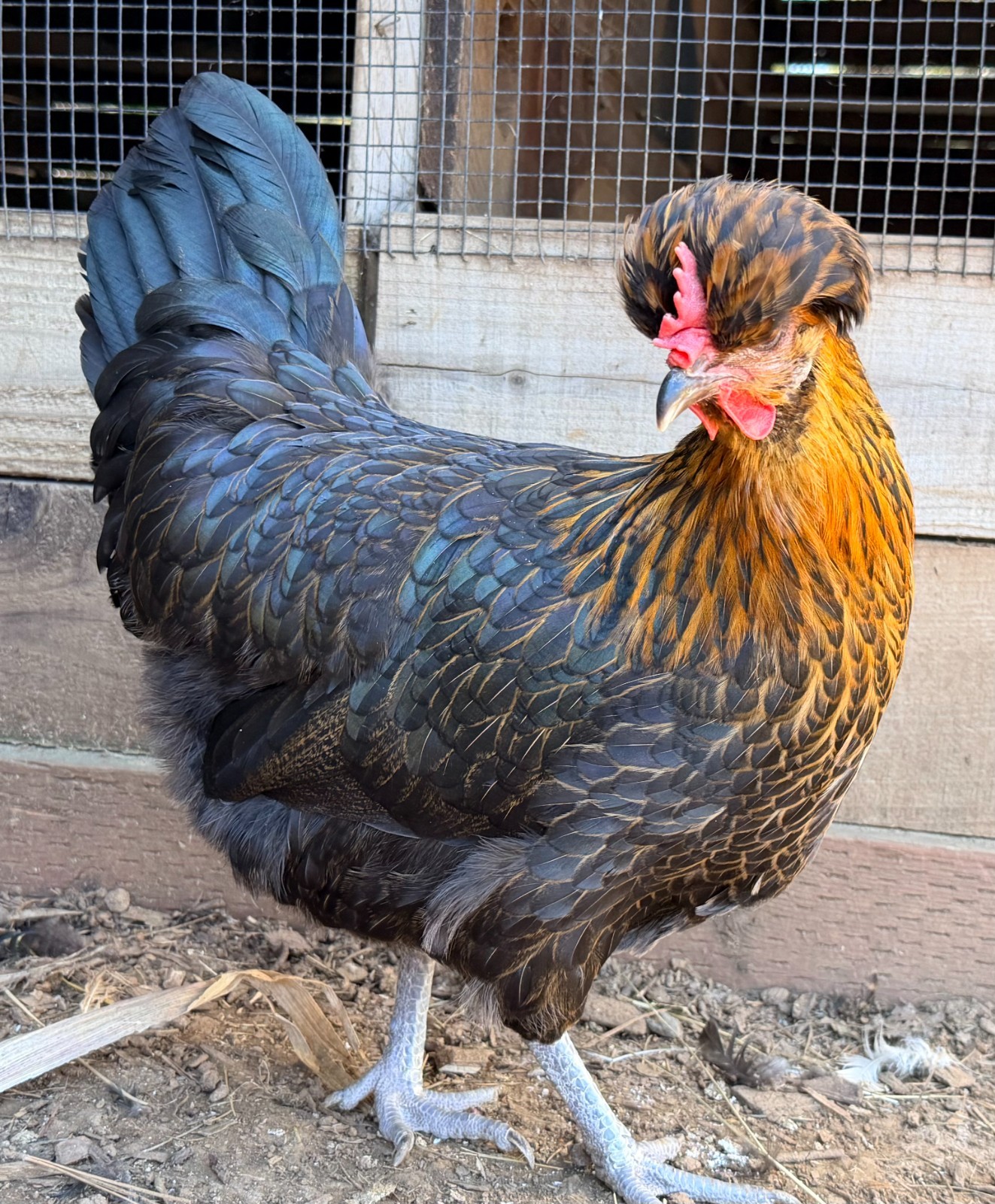 Shetland Hatching Eggs (6) from TBHFarm