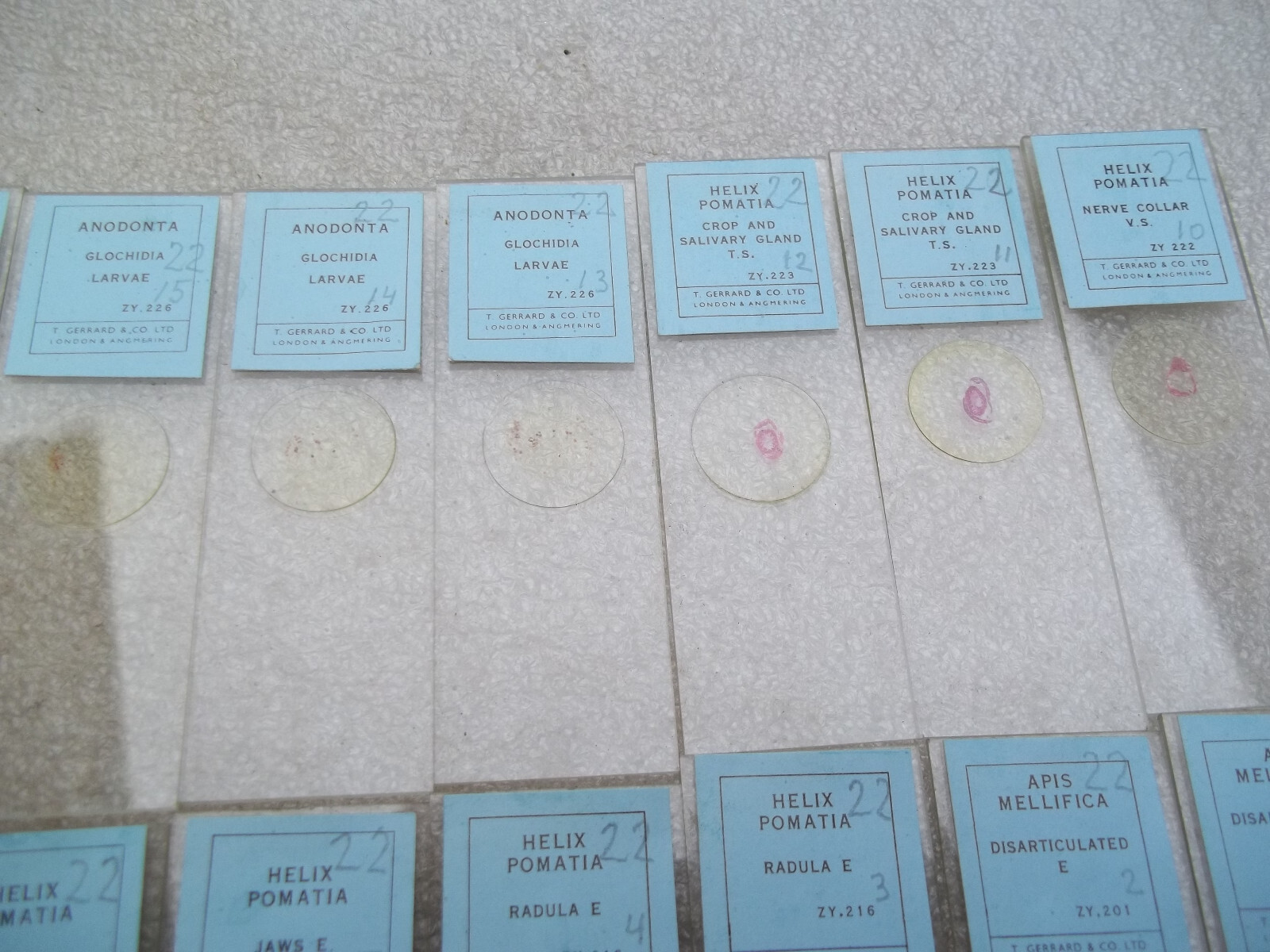 Vintage Glass Microscope Slides -
