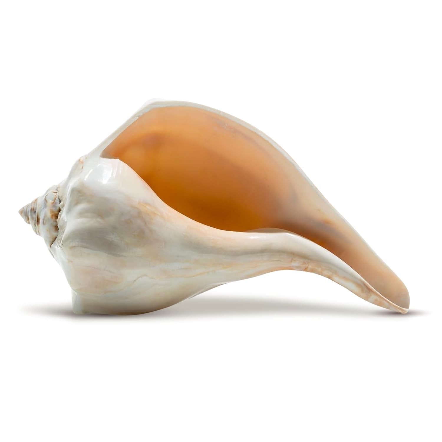 1 PCS Large Atlantic Whelk Sea Conch Shell Decor Seashells 78 Inch Magic