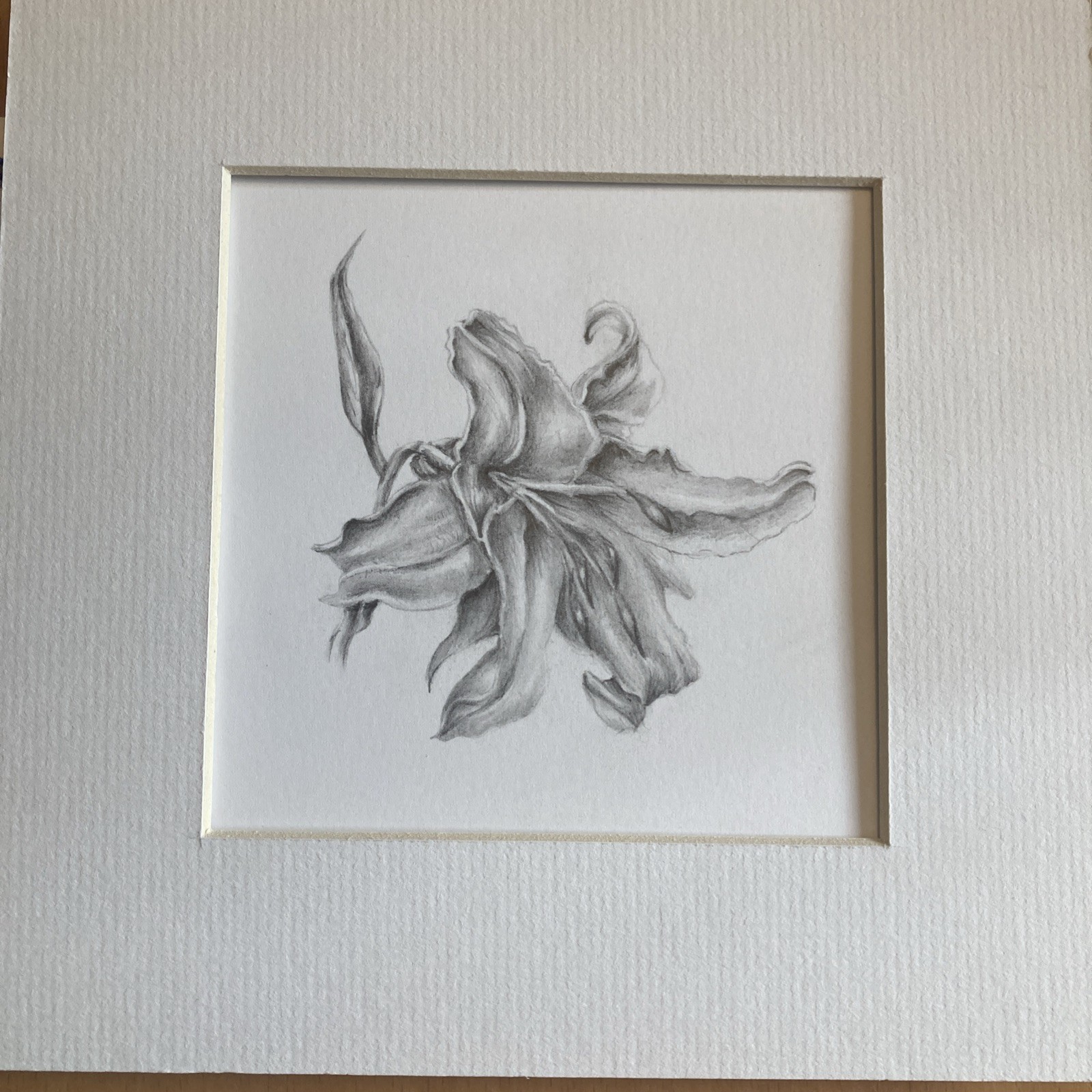 Original Artwork Botanical Flower Lily Graphite Pencil Drawing
