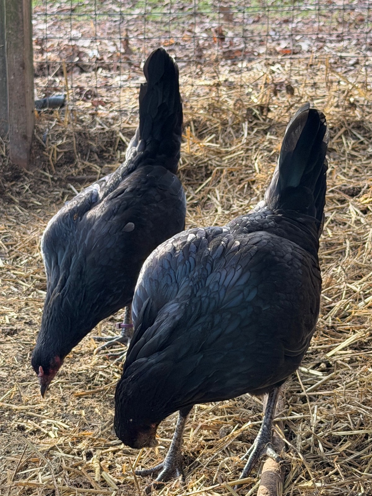 8 + Fertile Chicken Hatching Eggs (please message for strain)