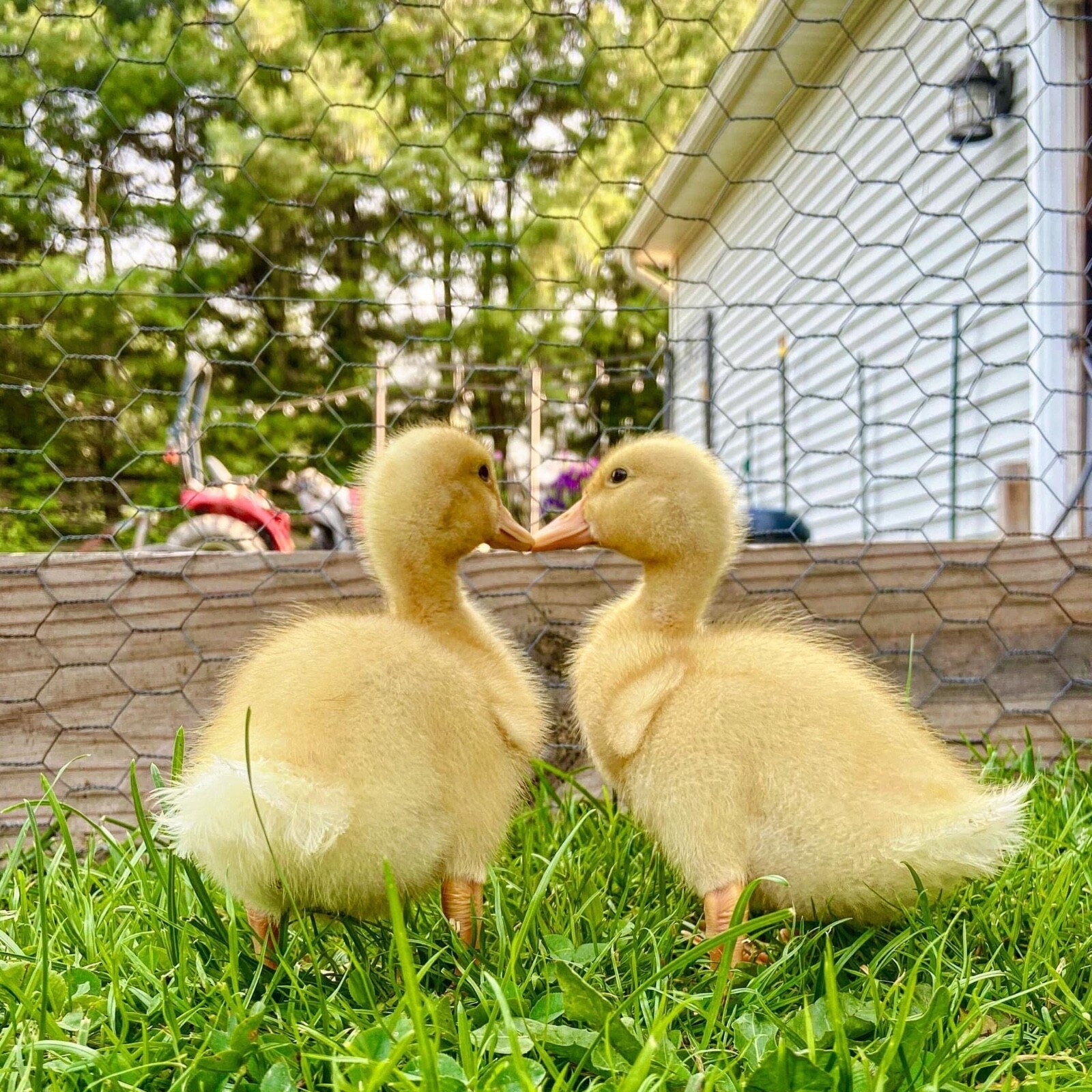 12 duck hatching eggs| Lay Eggs Everyday