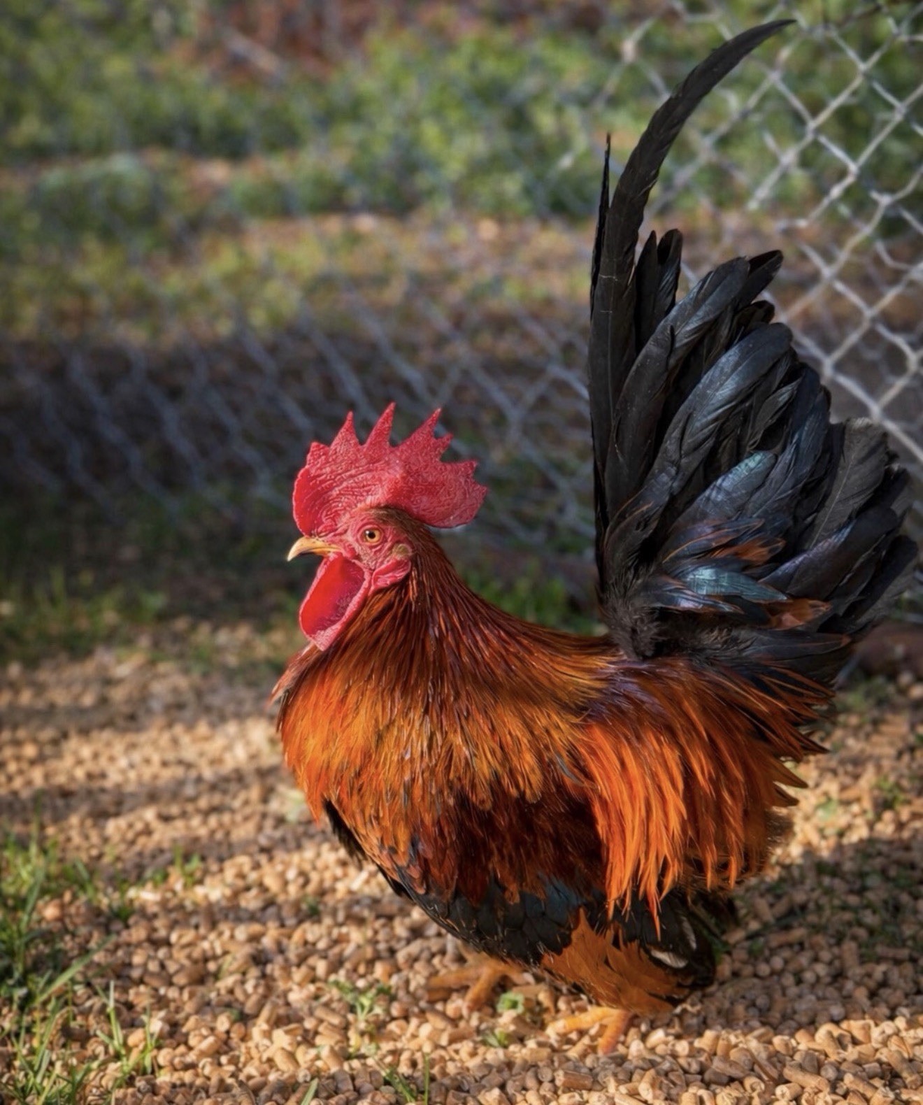 Hens choice- assorted bantam hatching eggs