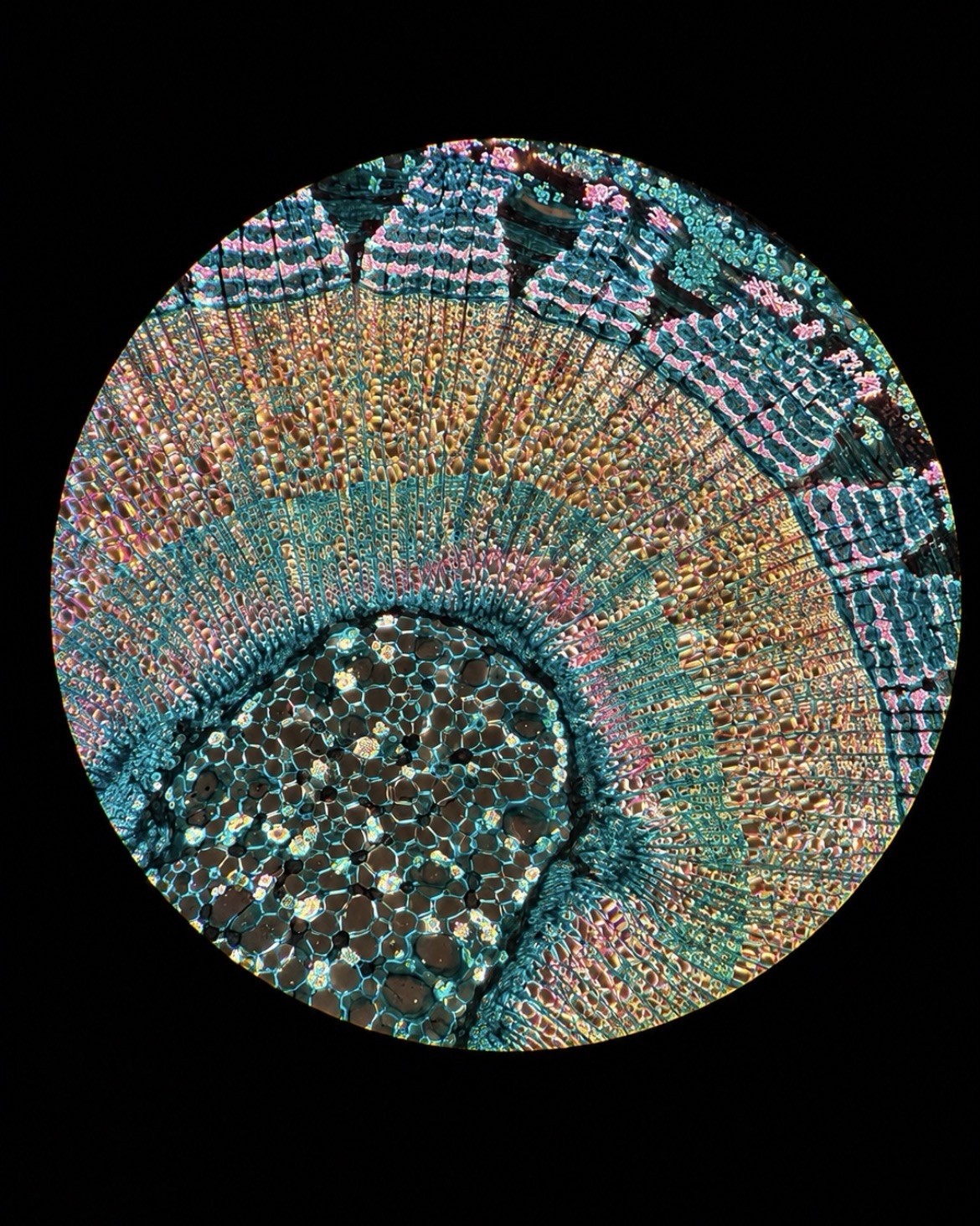 Olympus BH2/BHS Trinocular 100W Polarizing Microscope + MTV-3 + S-Plan Optics
