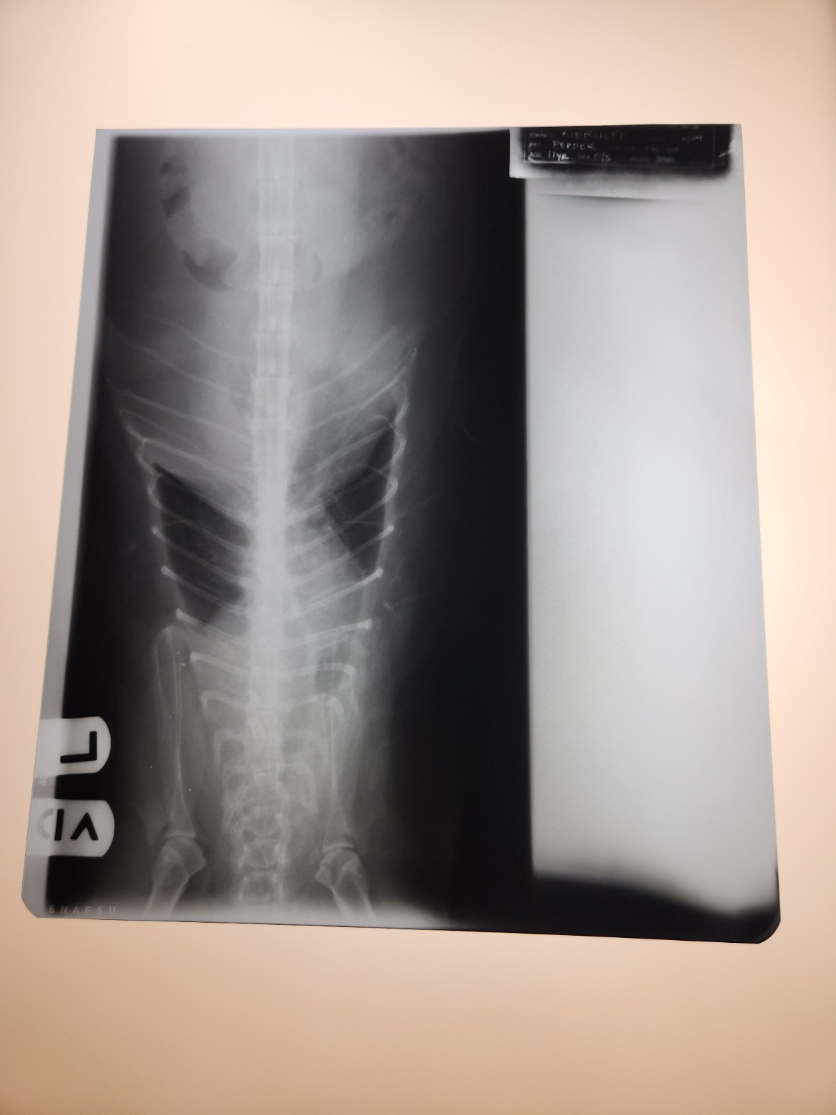 Animal X-Ray Film Negative Print - Canine Dog 9 7/8" x 11 1/2" XRay Medical A13
