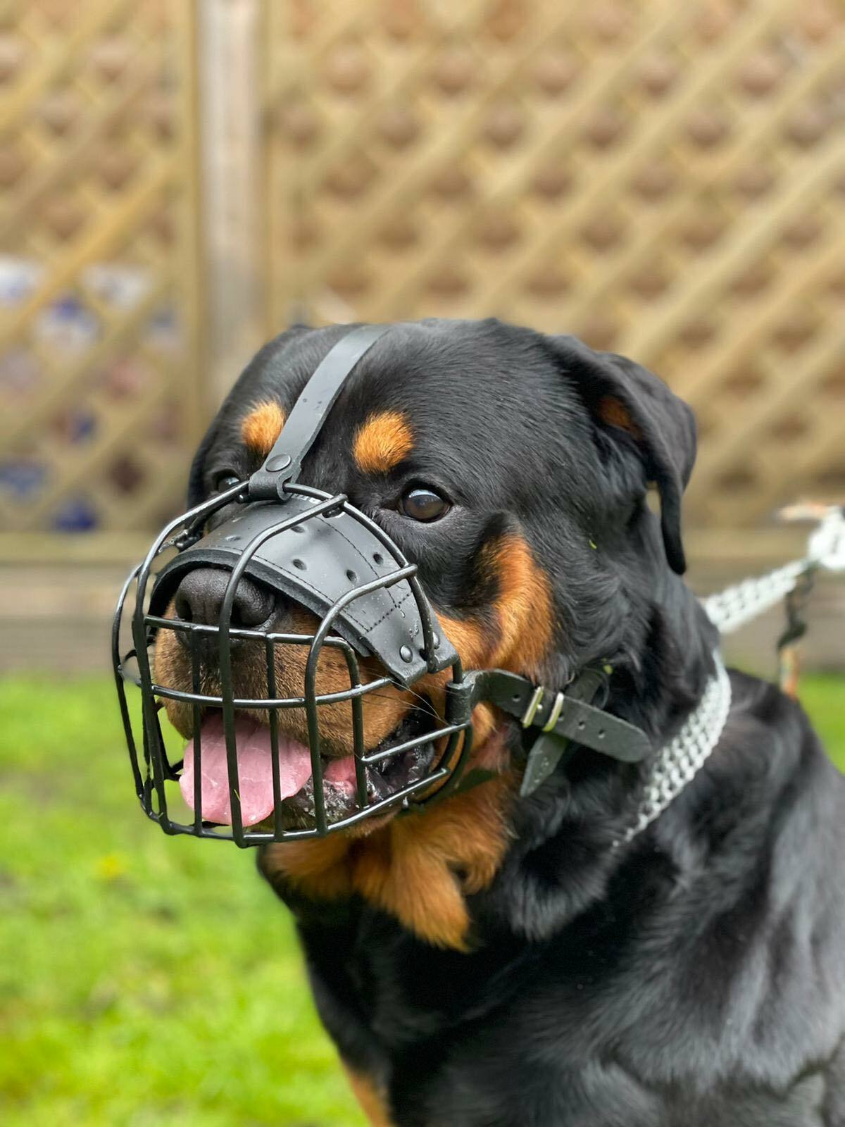 Strong Metal Rubber Coated Wire , Basket Dog Muzzle Rottweiler Mastiff  &  other