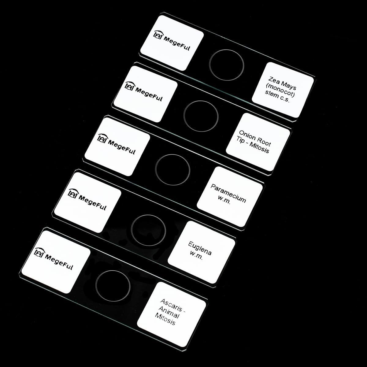 Prepared Microscope Slides for Apologia Biology Series, 16PCS Microscope Slides