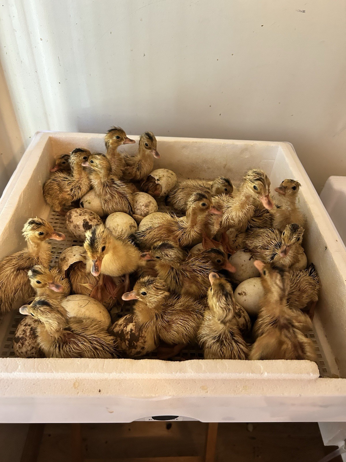Silver Appleyard Duck Hatching Eggs 12 Count