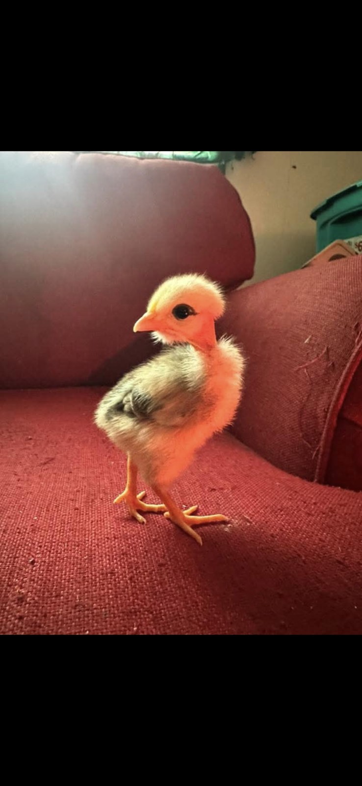 Fertile Bantam Mystery Hatch 18 eggs