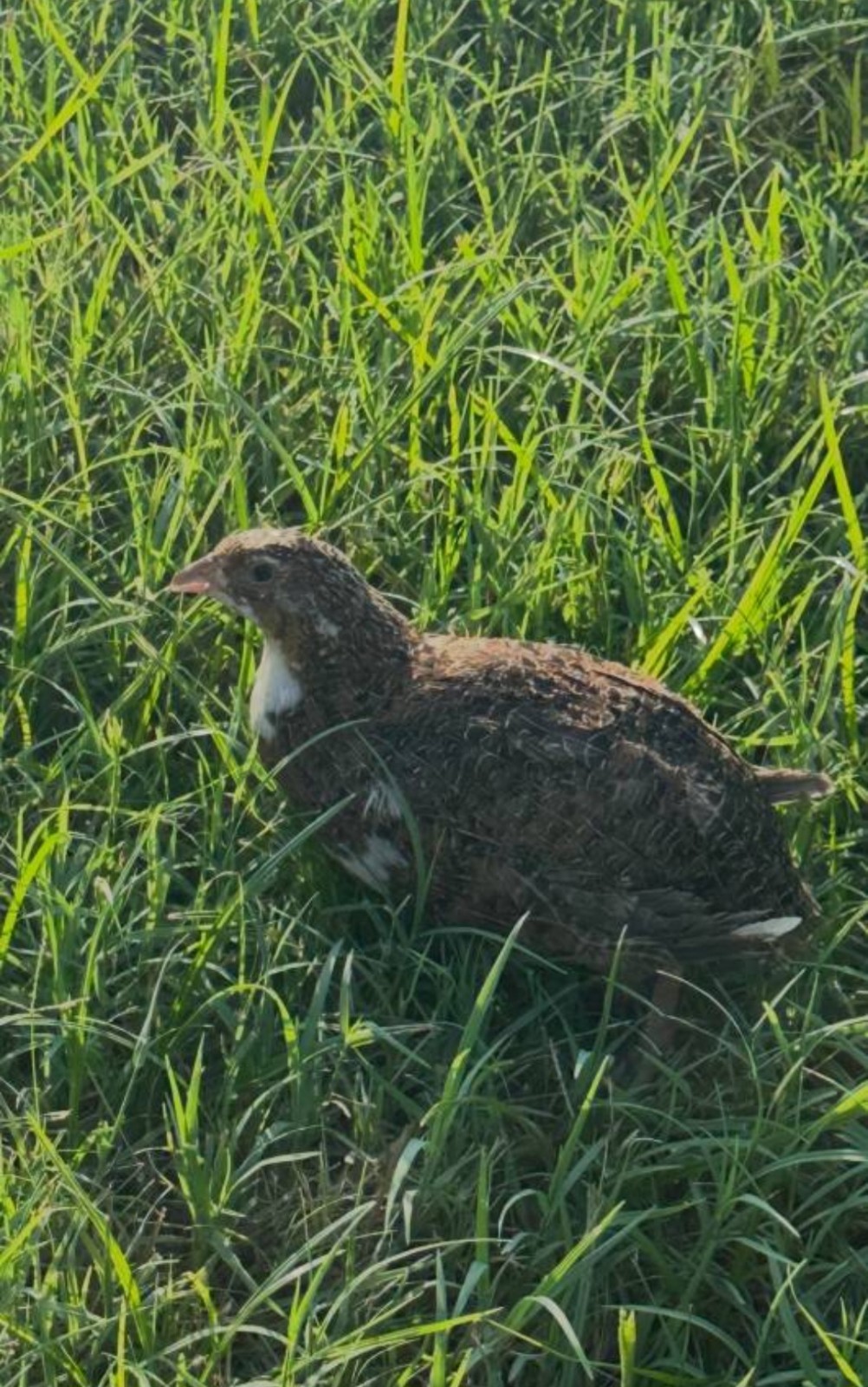 54 Celadon Blue Coturnix Quail Hatching Eggs - 100% BLUE