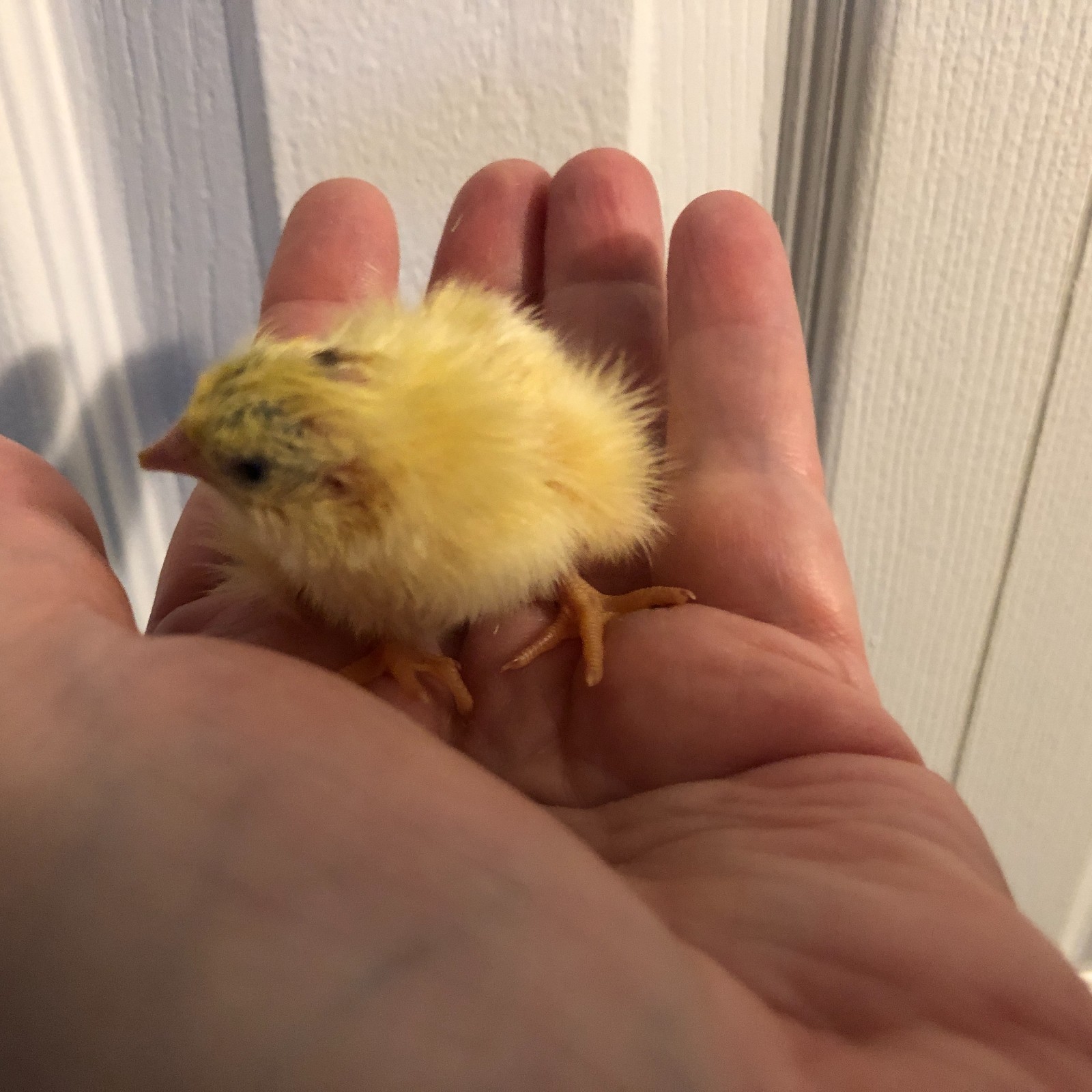 10++ Fertile Hatching Eggs Quail Coturnix Jumbo White Texas A&M Meat & Egg Birds