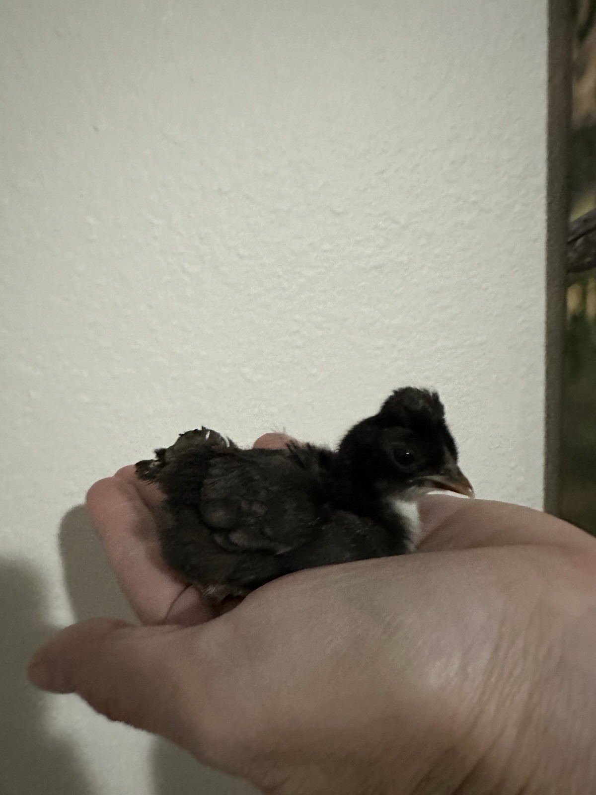 8 Kikiriki Hatching eggs NPIP/AI and PT Clean