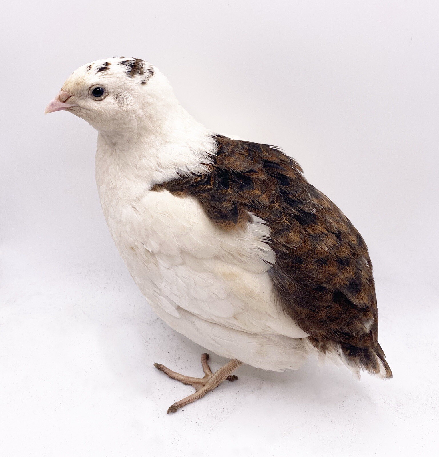 70 Celadon Coturnix Quail Hatching Eggs - Blue Egg Layers