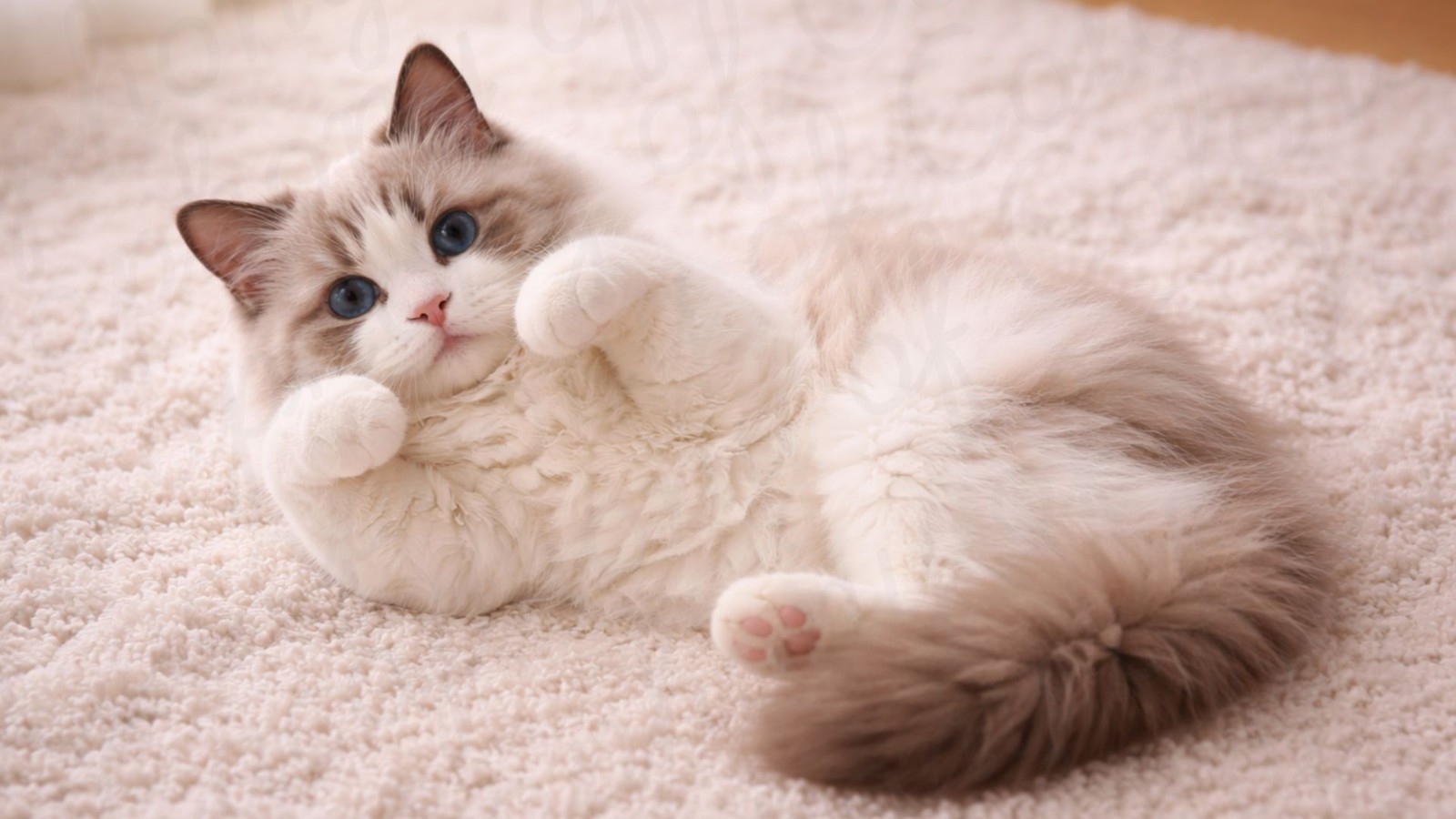 20 Cat Desktop Wallpapers Digital Download Cozy Computer Background Bundle