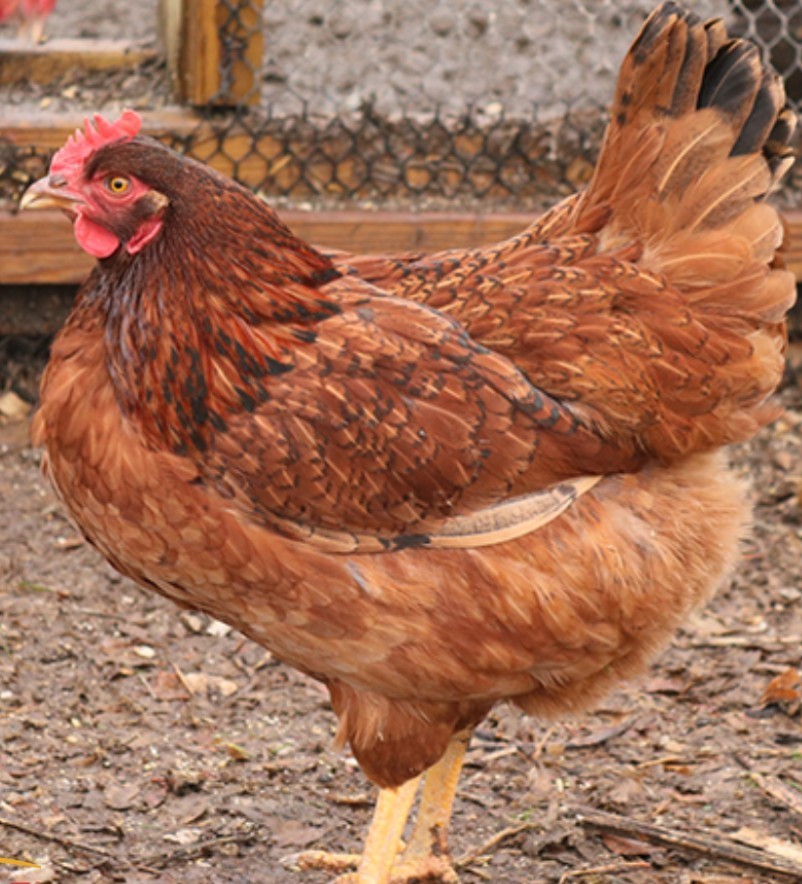 6 Isa Brown Red Sexlink Cinnamon Queen Autosex Fertile Hatching Chicken eggs -