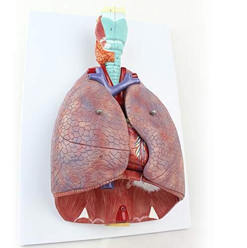 Human Medical Chest / Throat Anatomy Larynx Heart Lung Anatomical Teaching Model