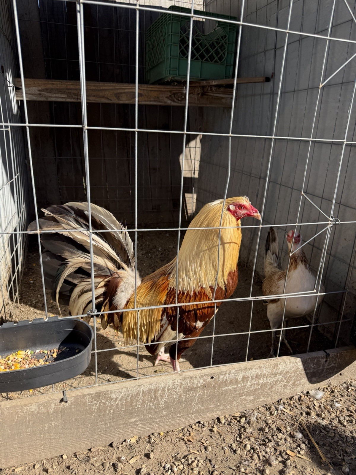 Chicken Hatching Eggs