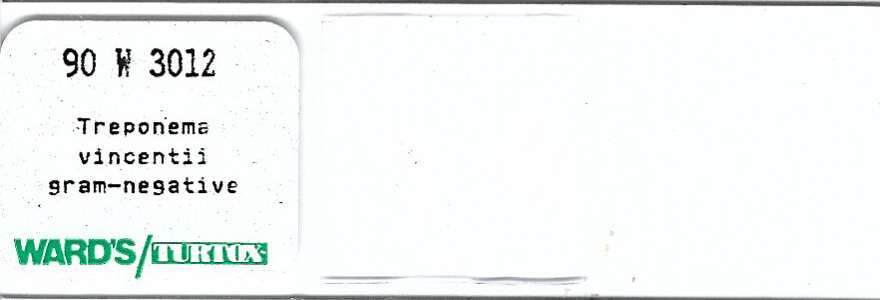 Treponema vincentii Microscope Slide