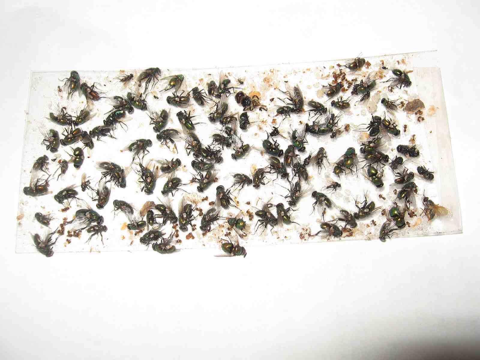 8 pk Fly Trap / Strip / Tray. Window / Floor. Catch flying, crawling insects