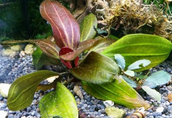 Amazon Sword Echinodorus (Red Pearl) Small